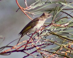 Conopophila rufogularis