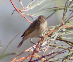 Conopophila rufogularis