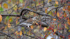 Turdus pilaris