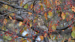 Turdus pilaris