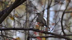 Turdus atrogularis