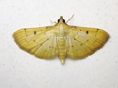 Herpetogramma basalis