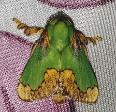 Parasa pastoralis