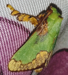 Parasa pastoralis