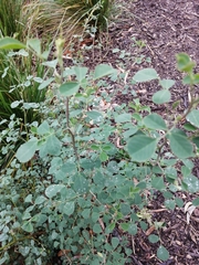 Goodia medicaginea