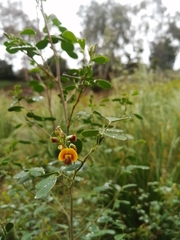 Goodia medicaginea