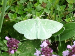 Thetidia smaragdaria