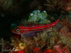 Helcogramma striata