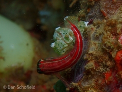 Helcogramma striata