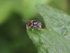 Paragus crenulatus