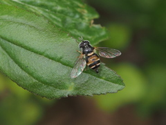 Paragus crenulatus