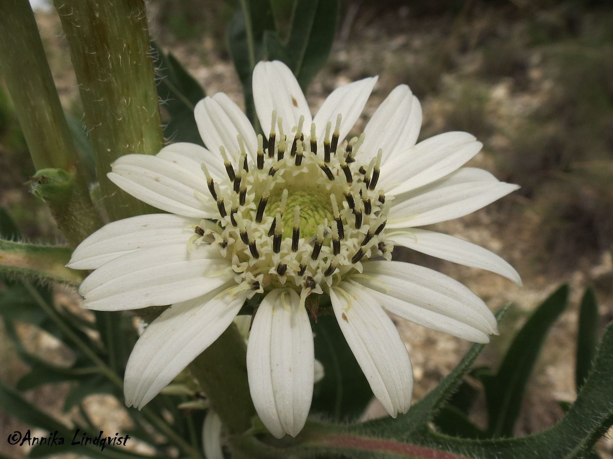Silphium albiflorum