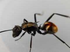 Polyrhachis brisbanensis