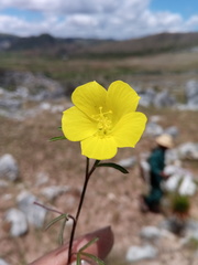 Hibiscus antanossarum image