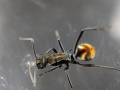 Polyrhachis brisbanensis