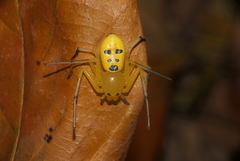 Platythomisus octomaculatus