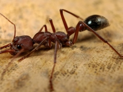 Myrmecia comata