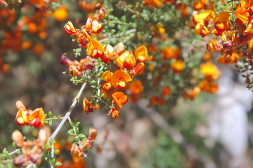 Oxylobium oxylobioides, photograph 3