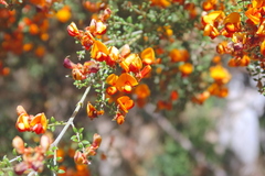 Oxylobium oxylobioides, photograph Kiri Bee, CC BY, iNaturalist via GBIF