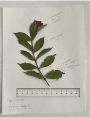 Weigela floribunda