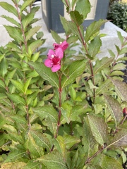 Weigela floribunda