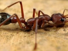 Myrmecia comata