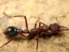 Myrmecia comata