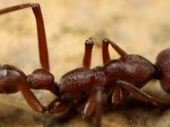 Myrmecia comata