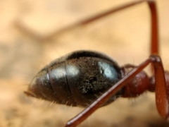 Myrmecia comata