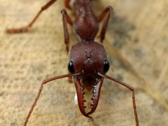 Myrmecia comata