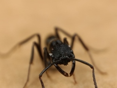 Leptogenys sjostedti