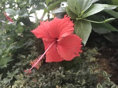 Hibiscus