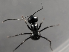Polyrhachis mackayi