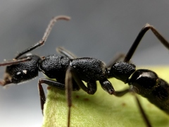 Leptogenys sjostedti
