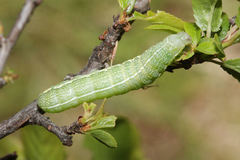 Orthosia incerta