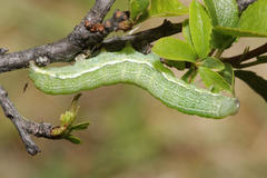 Orthosia incerta