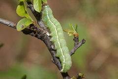 Orthosia incerta