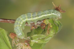 Orthosia incerta