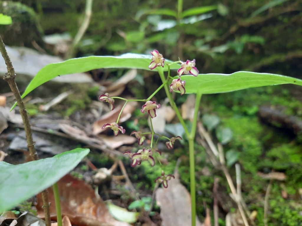 Maianthemum fuscum (Maianthemum fuscum)