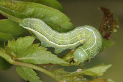 Orthosia incerta