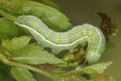 Orthosia incerta