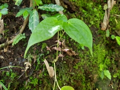 Maianthemum fuscum