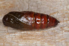 Orthosia incerta