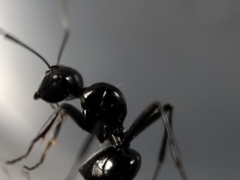 Polyrhachis mackayi
