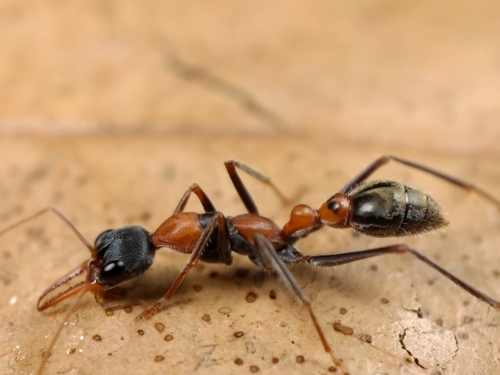 Jumping Jack Ant photo 3