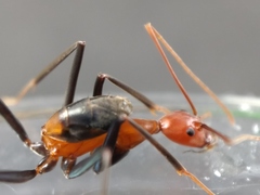 Leptomyrmex rufithorax