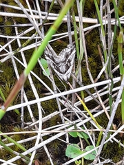 Dichromodes stilbiata