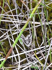 Dichromodes stilbiata