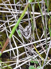 Dichromodes stilbiata