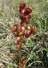 Rumex sagittatus